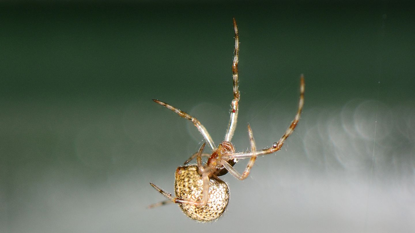 Parasteatoda tepidariorum - Bannio Anzino (VCO)