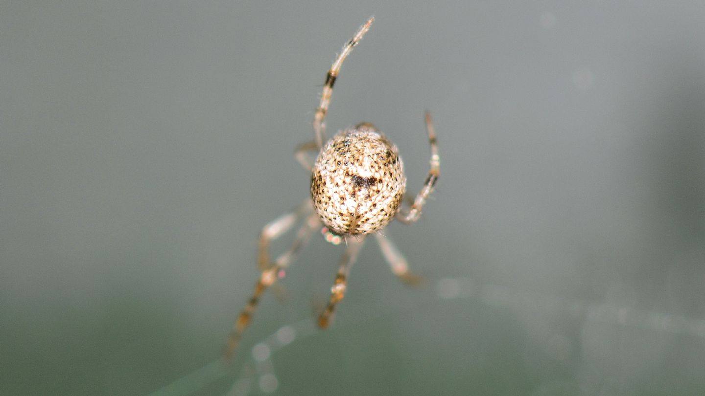 Parasteatoda tepidariorum - Bannio Anzino (VCO)