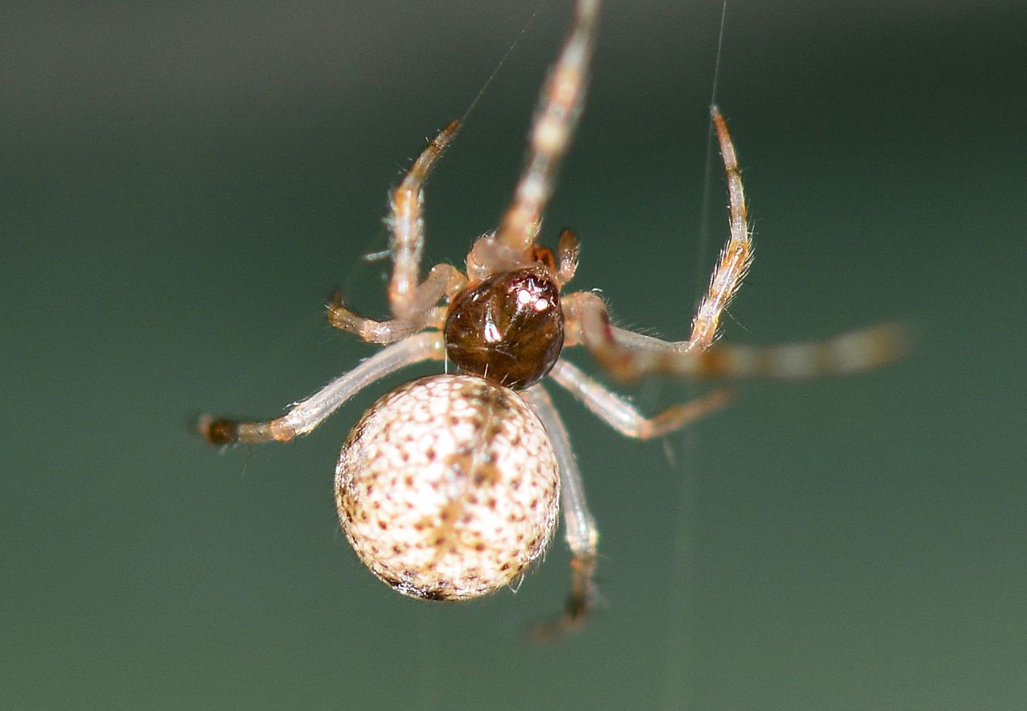 Parasteatoda tepidariorum - Bannio Anzino (VCO)