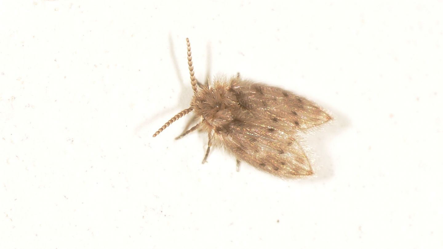 ali punteggiate: fam. Psychodidae