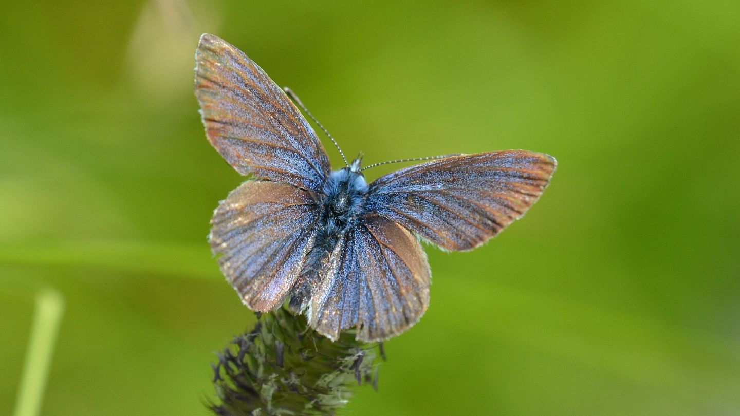 Lycaenidae: Cyaniris semiargus