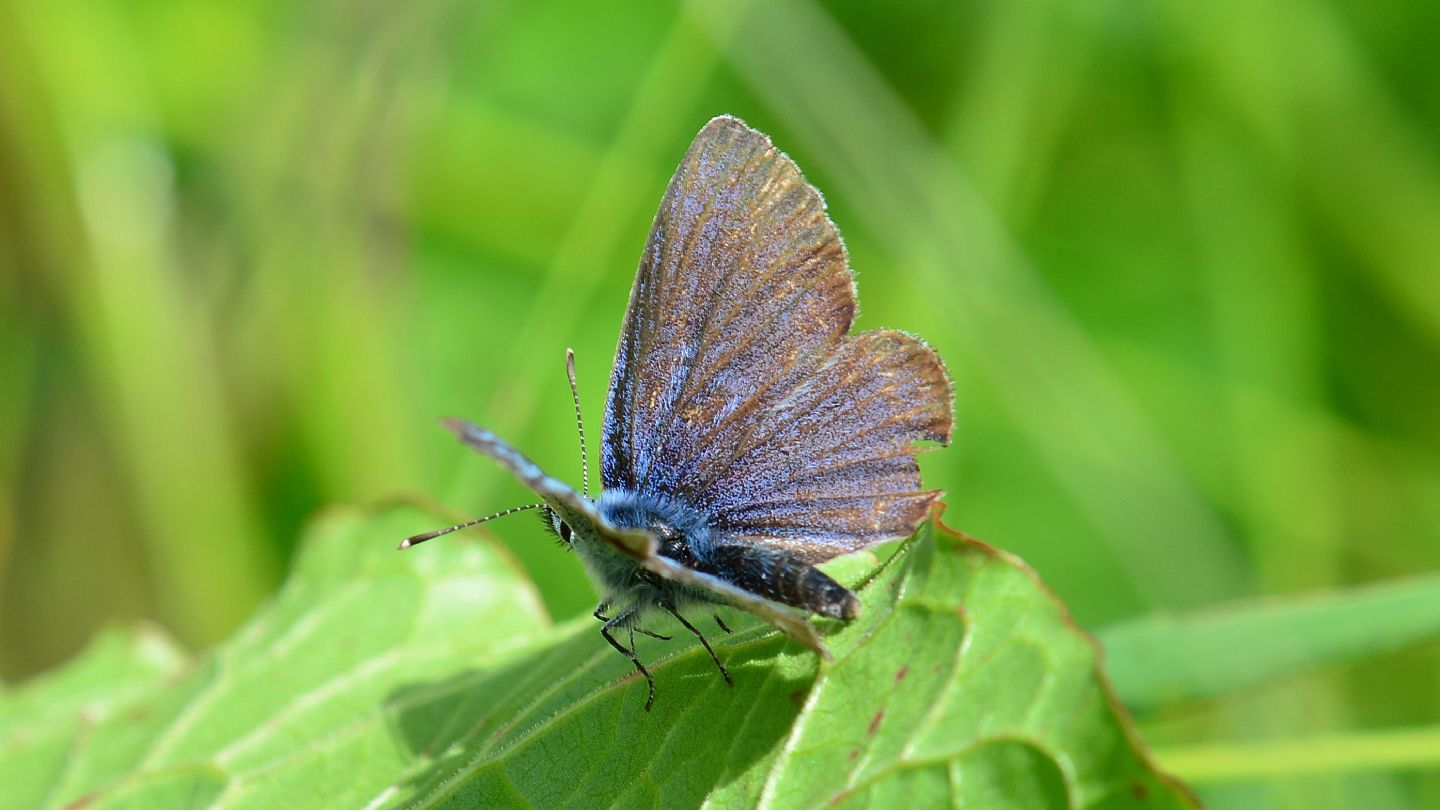 Lycaenidae: Cyaniris semiargus