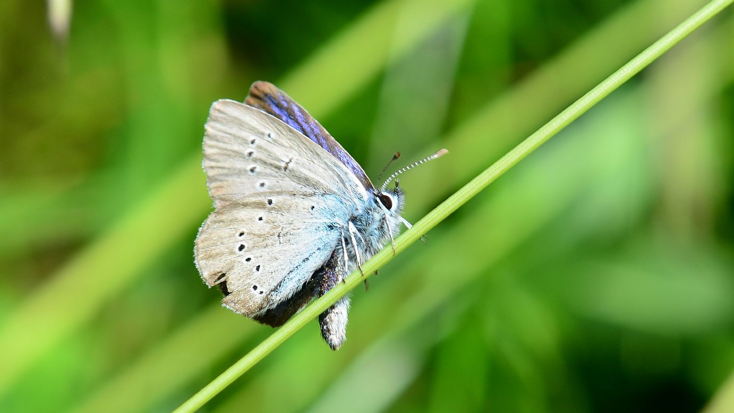 Lycaenidae: Cyaniris semiargus