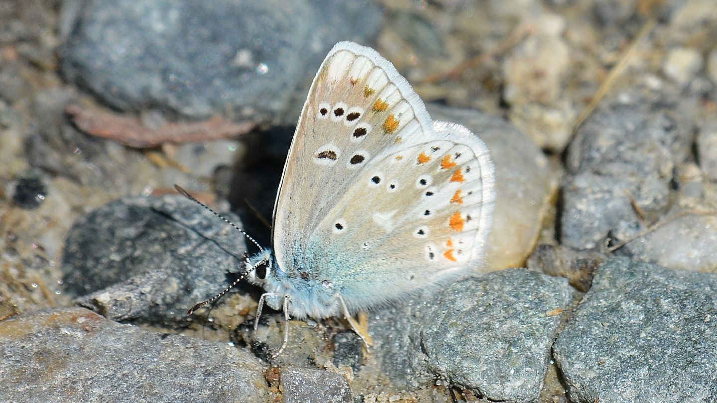 Lycaenidae:  Polyommatus dorylas