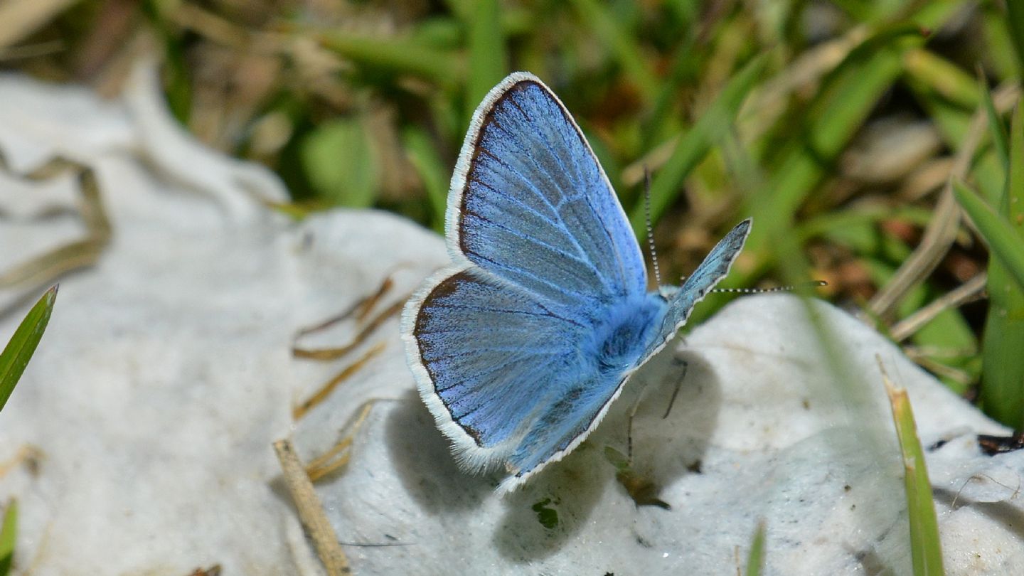 Lycaenidae:  Polyommatus dorylas