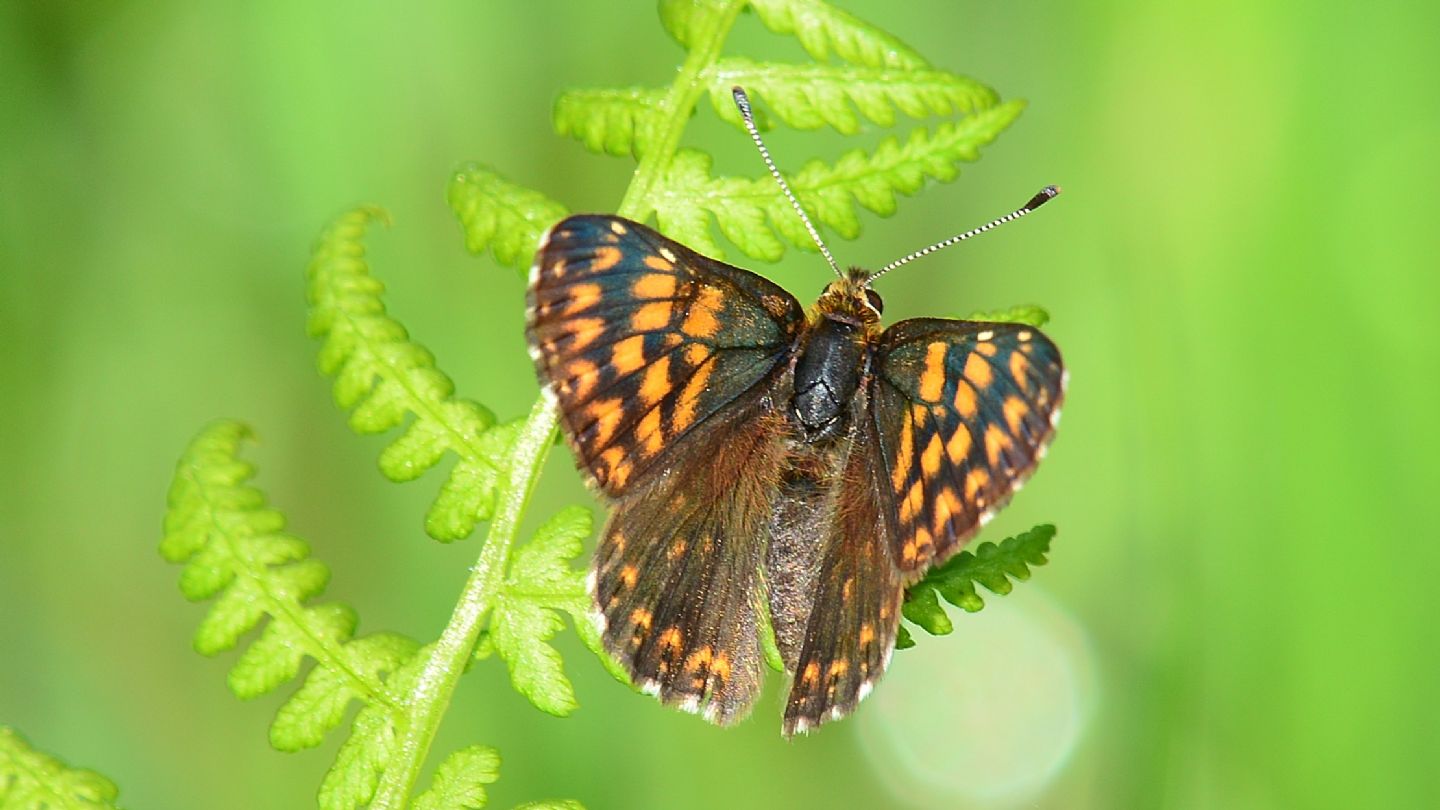 Farfalla scura: Hamearis lucina - Riodinidae