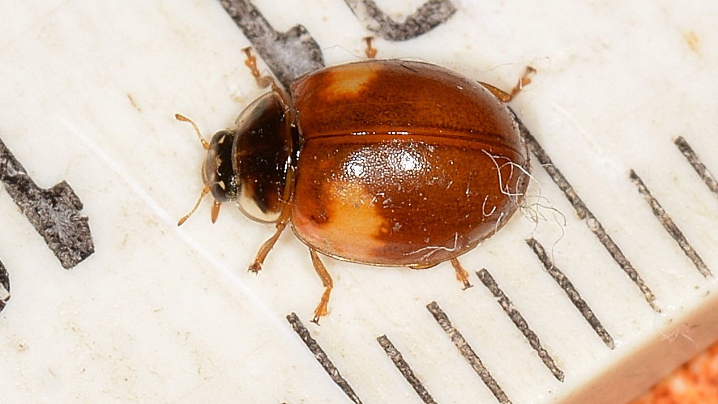 Coccinellidae: Adalia decempunctata