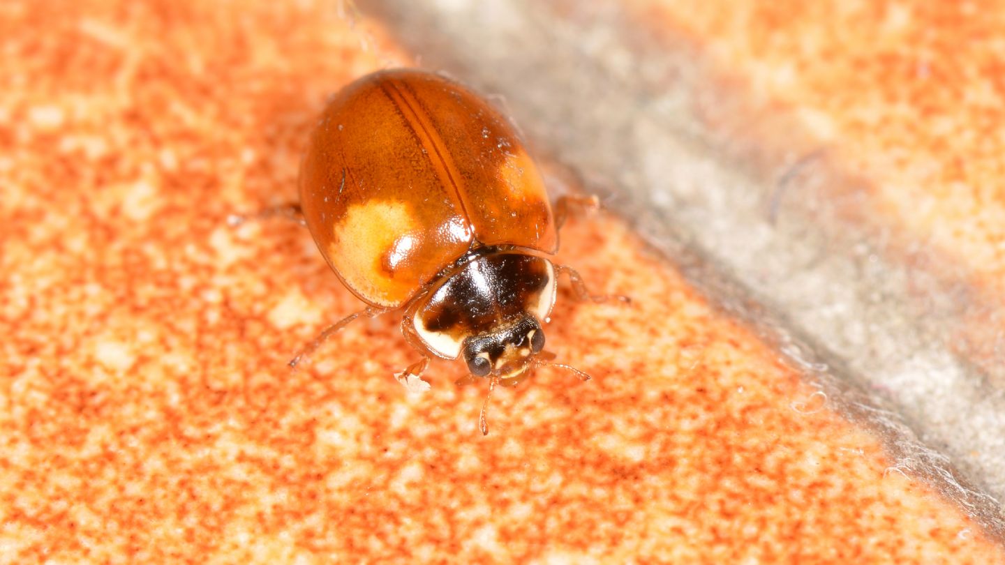 Coccinellidae: Adalia decempunctata