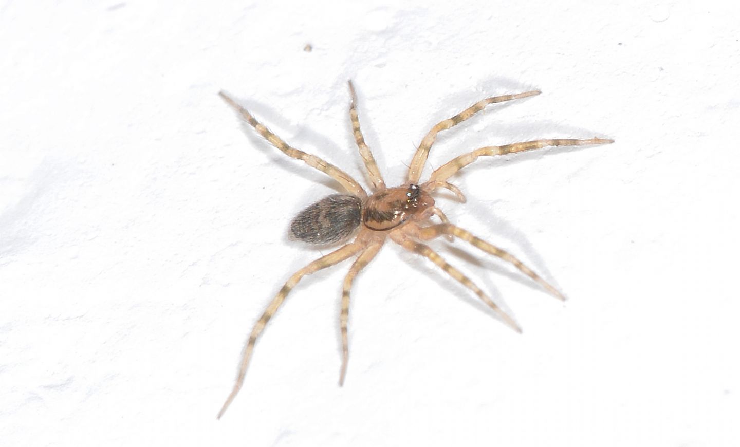 Liocranum rupicola - Bannio Anzino (VCO)