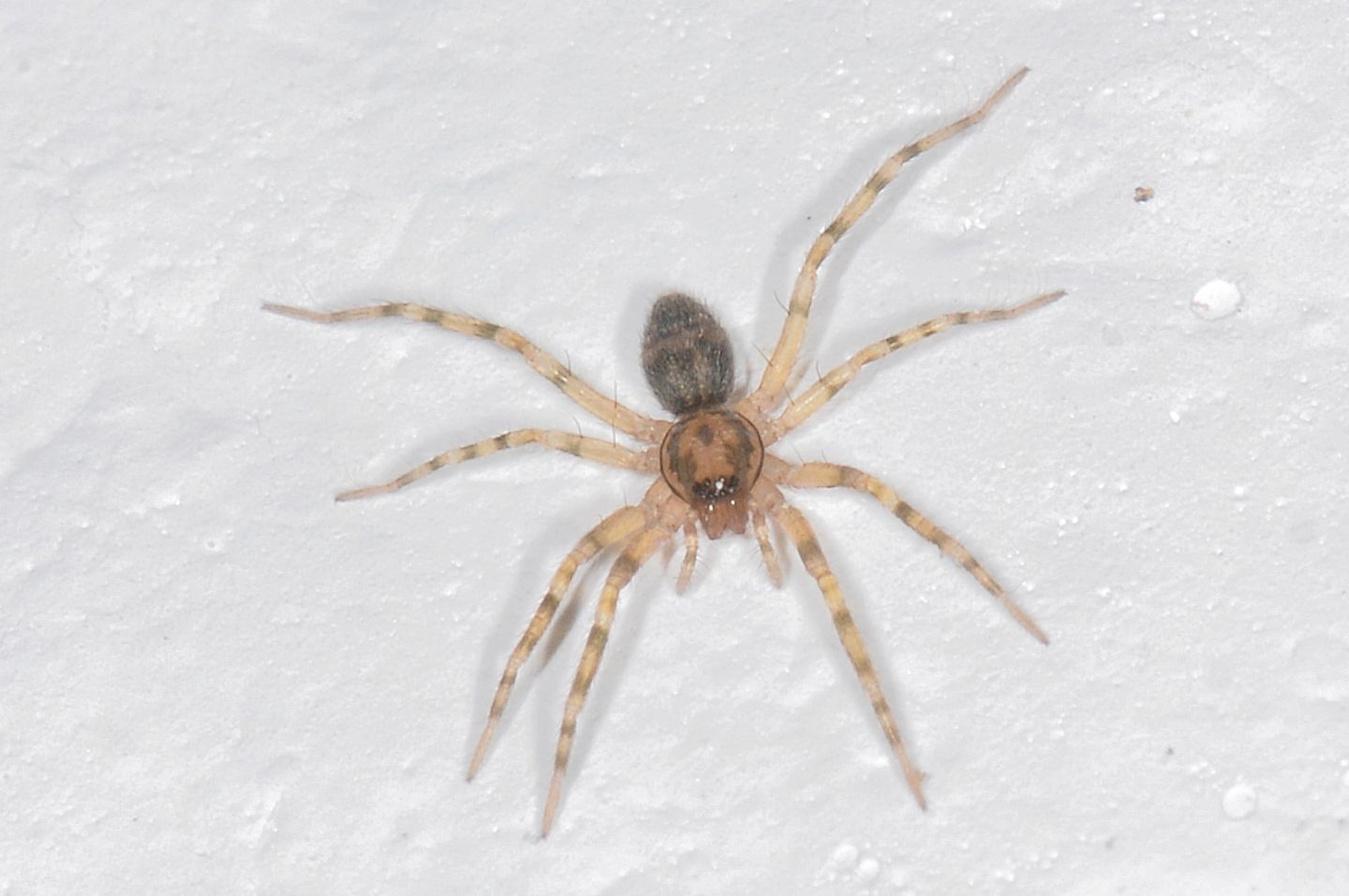 Liocranum rupicola - Bannio Anzino (VCO)