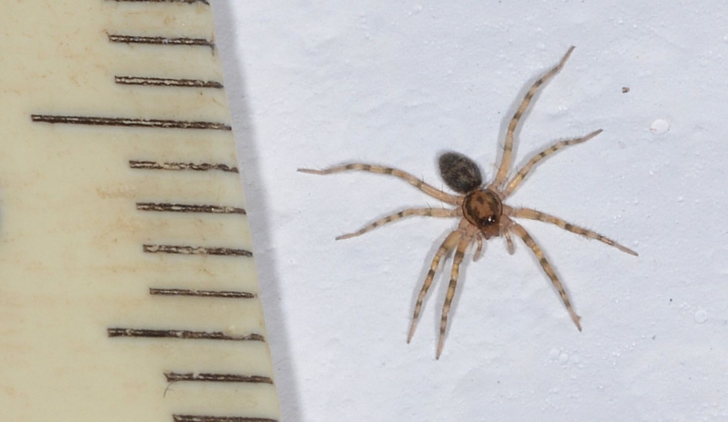 Liocranum rupicola - Bannio Anzino (VCO)