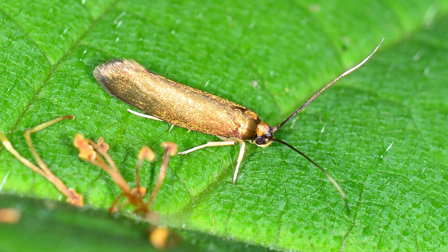 Roeslerstammiidae: Roeslerstammia erxlebella