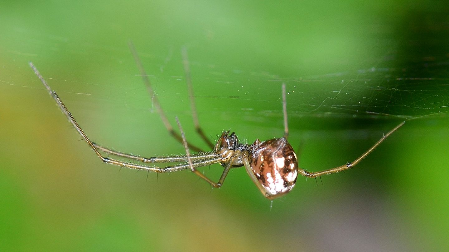 Floronia bucculenta - Bannio Anzino (VCO)