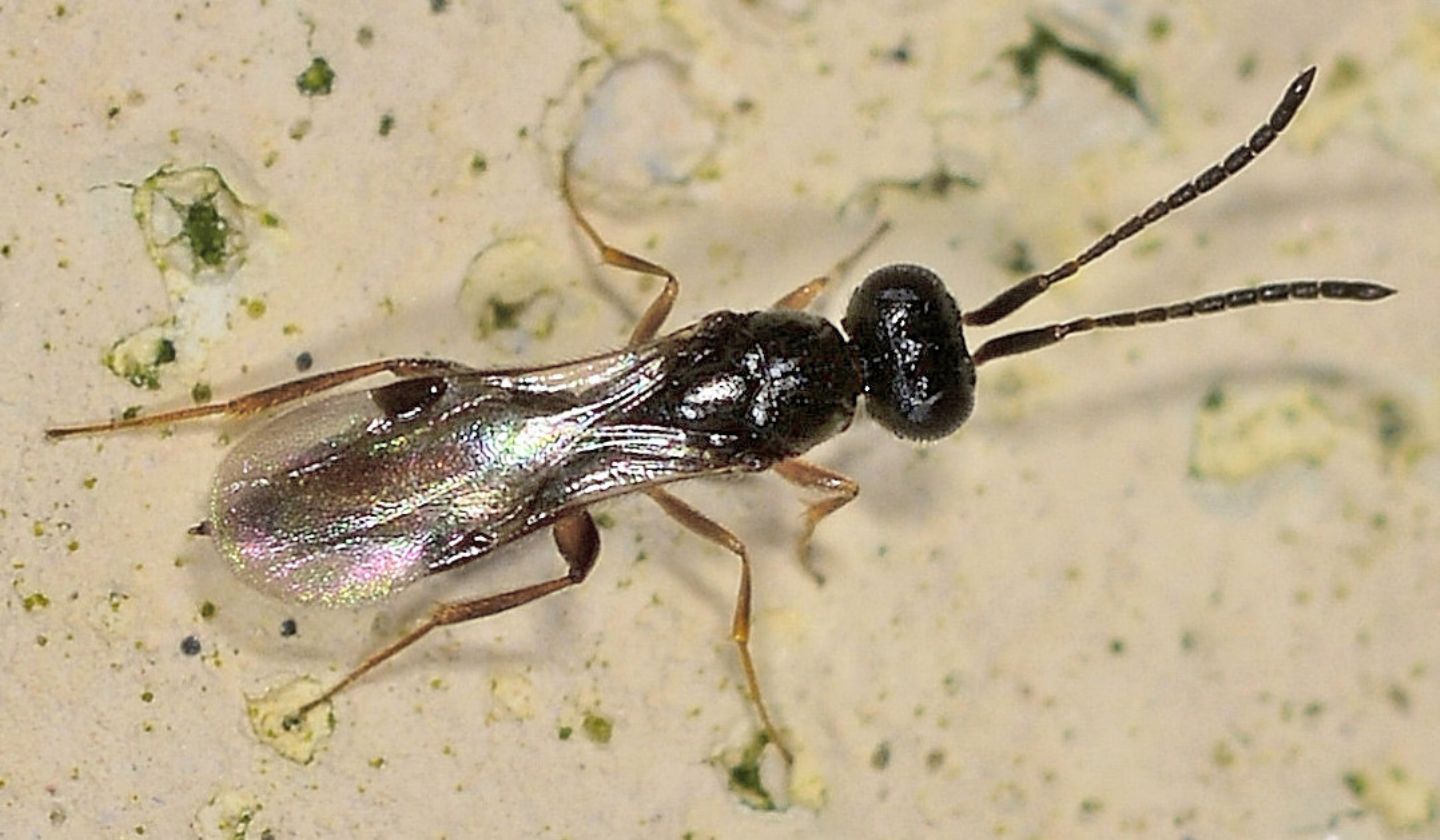 fam. Megaspilidae