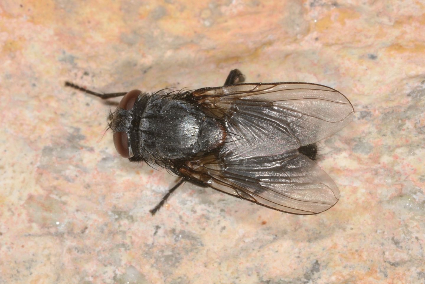 Muscidae: Muscina pascuorum