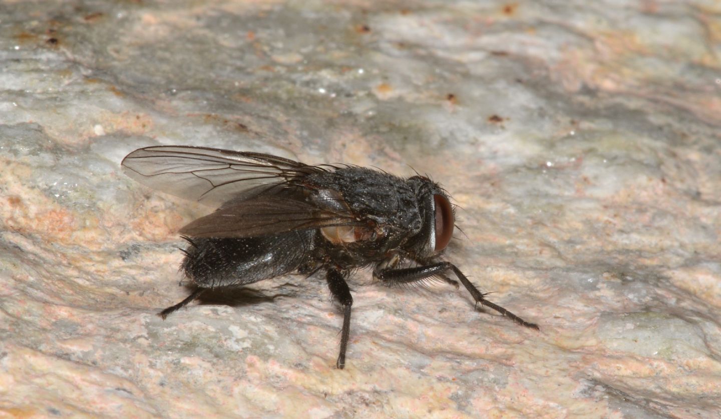 Muscidae: Muscina pascuorum