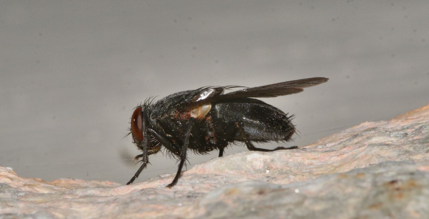 Muscidae: Muscina pascuorum