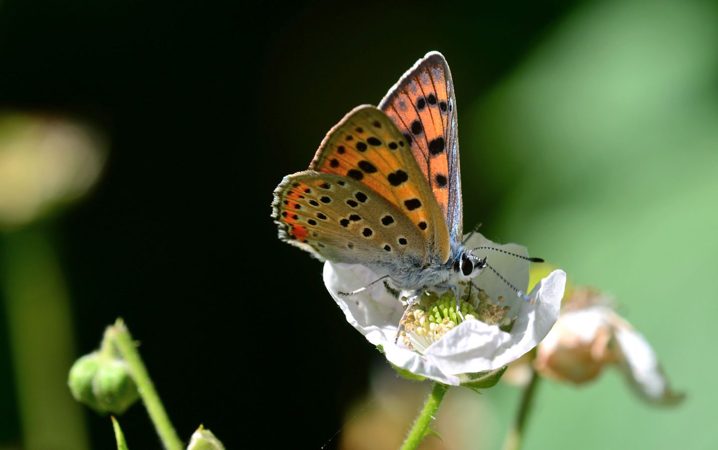 altro Lycaenidae: Lycaena alciphron