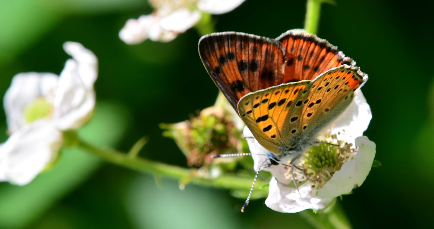 altro Lycaenidae: Lycaena alciphron