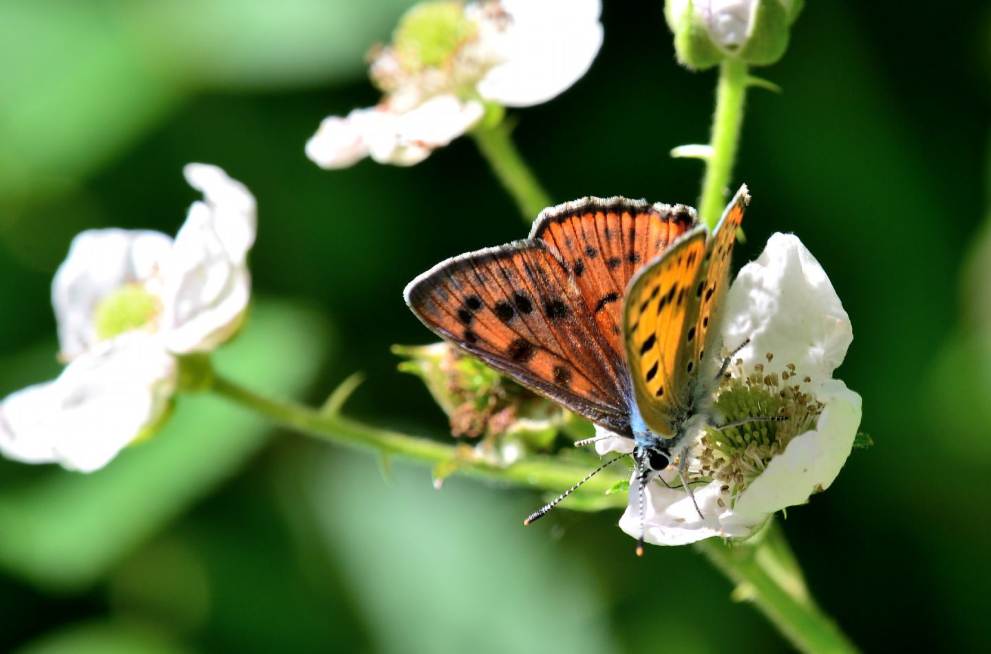 altro Lycaenidae: Lycaena alciphron