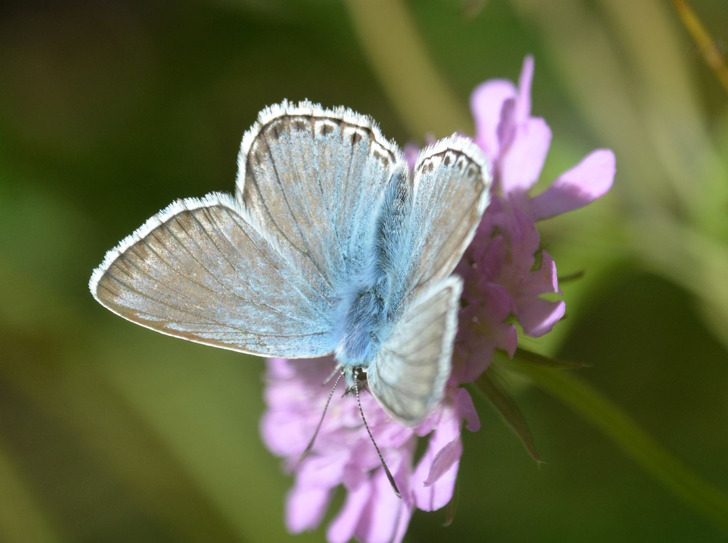 Polyommatus coridon