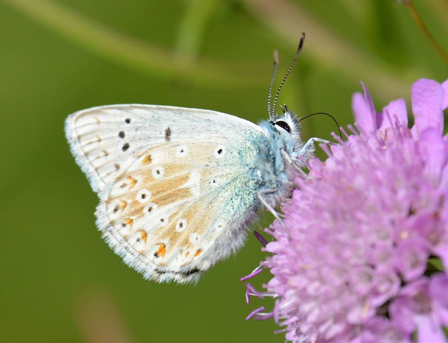 Polyommatus coridon