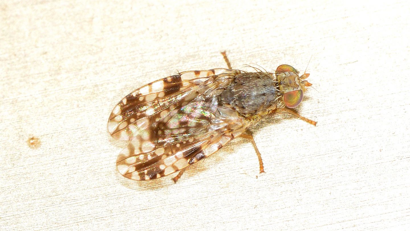 Tephritidae da id 1