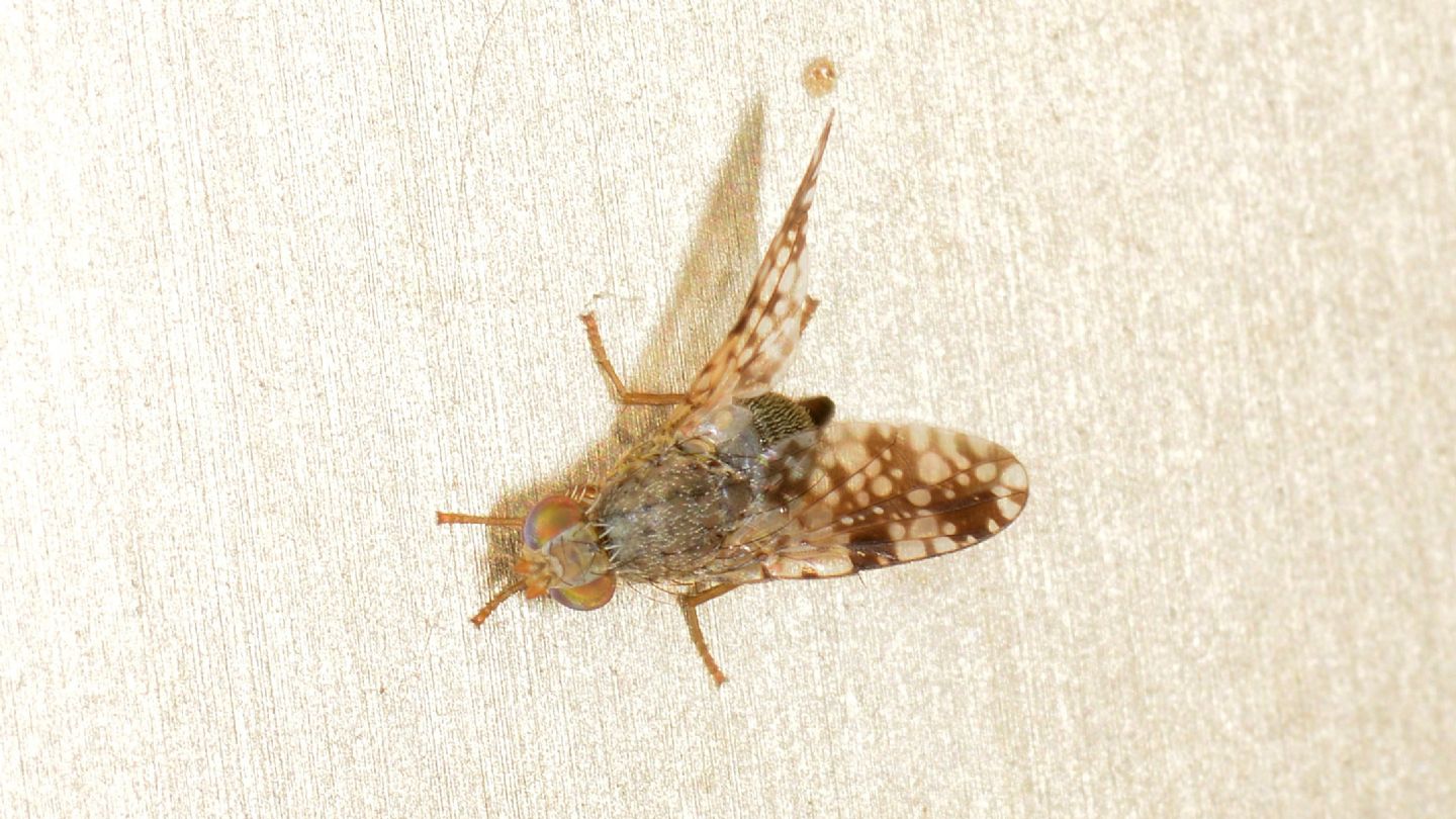 Tephritidae da id 1