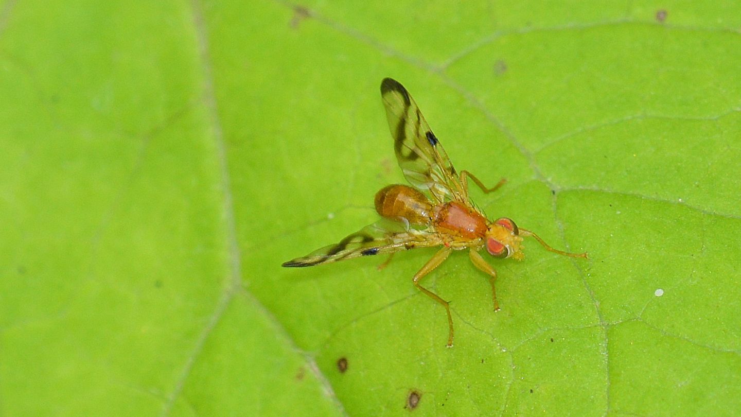 Tephritidae:   Acidia cognata, maschio