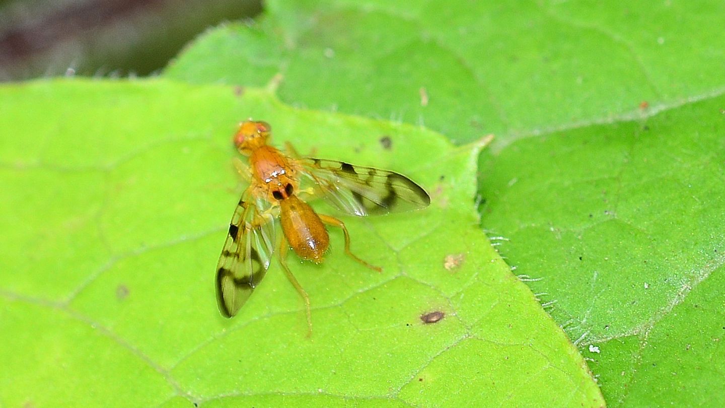 Tephritidae:   Acidia cognata, maschio