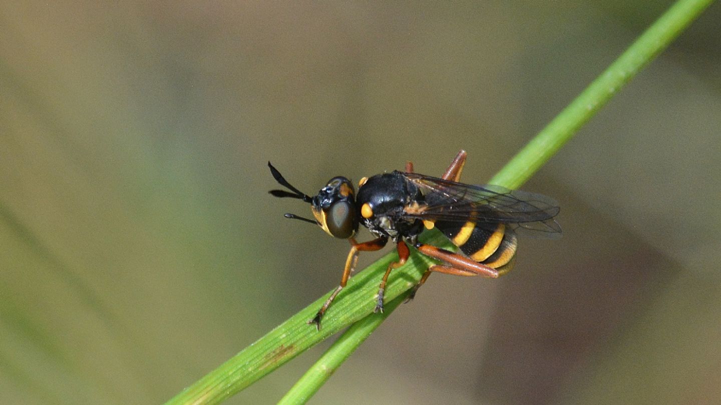 Conopidae id ?