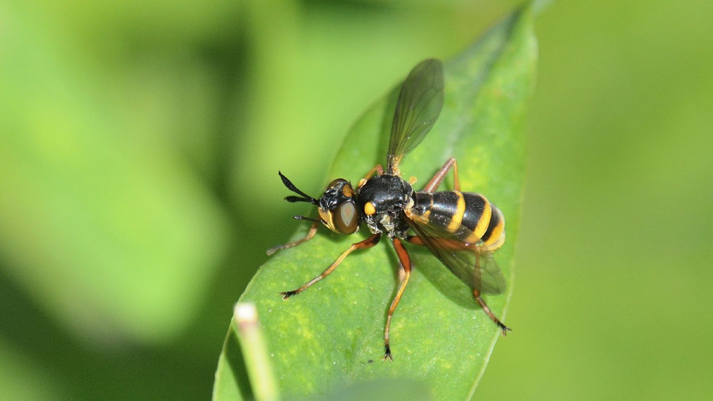 Conopidae id ?