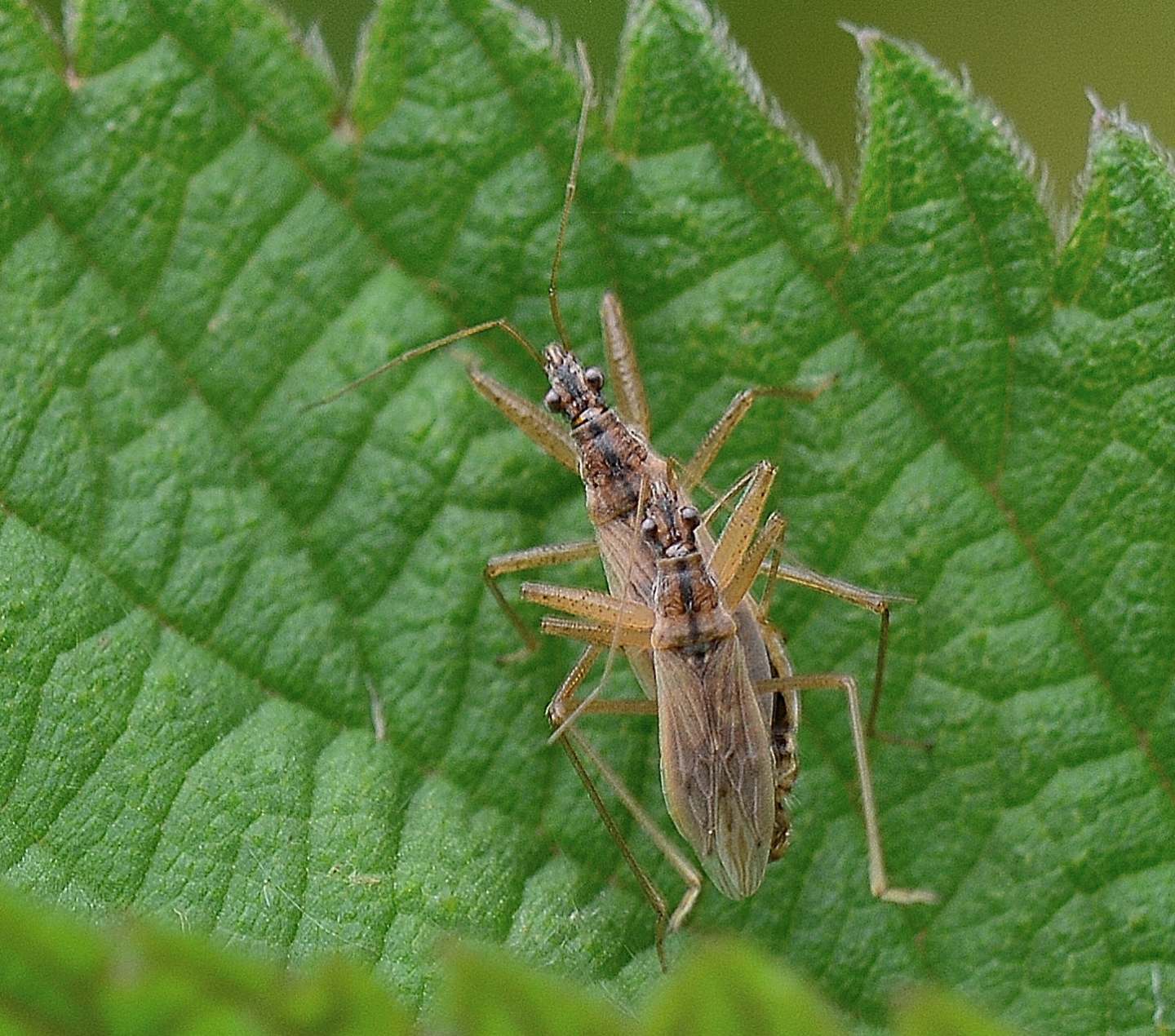 Accoppiamento di Nabidae: Nabis cfr. rugosus