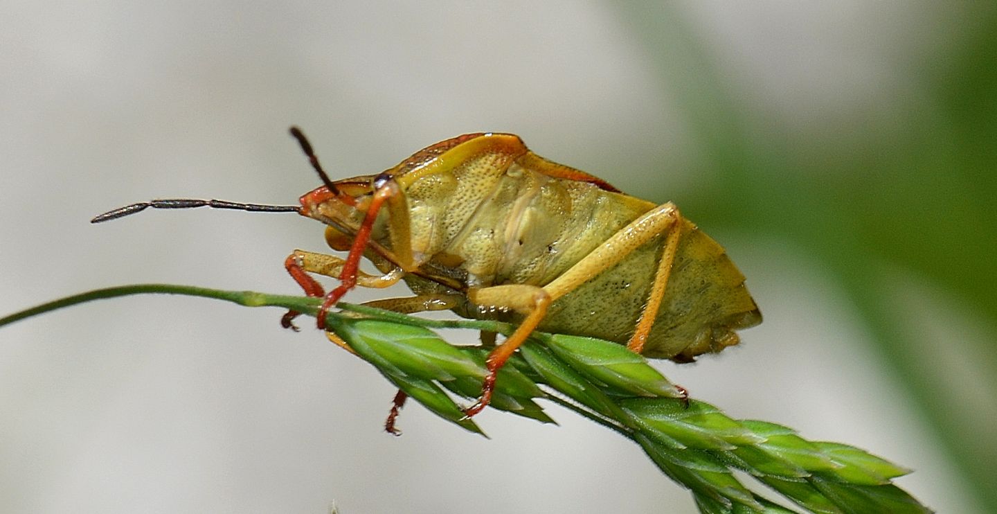 Pentatomidae: Carpocoris purpureipennis ?   S !