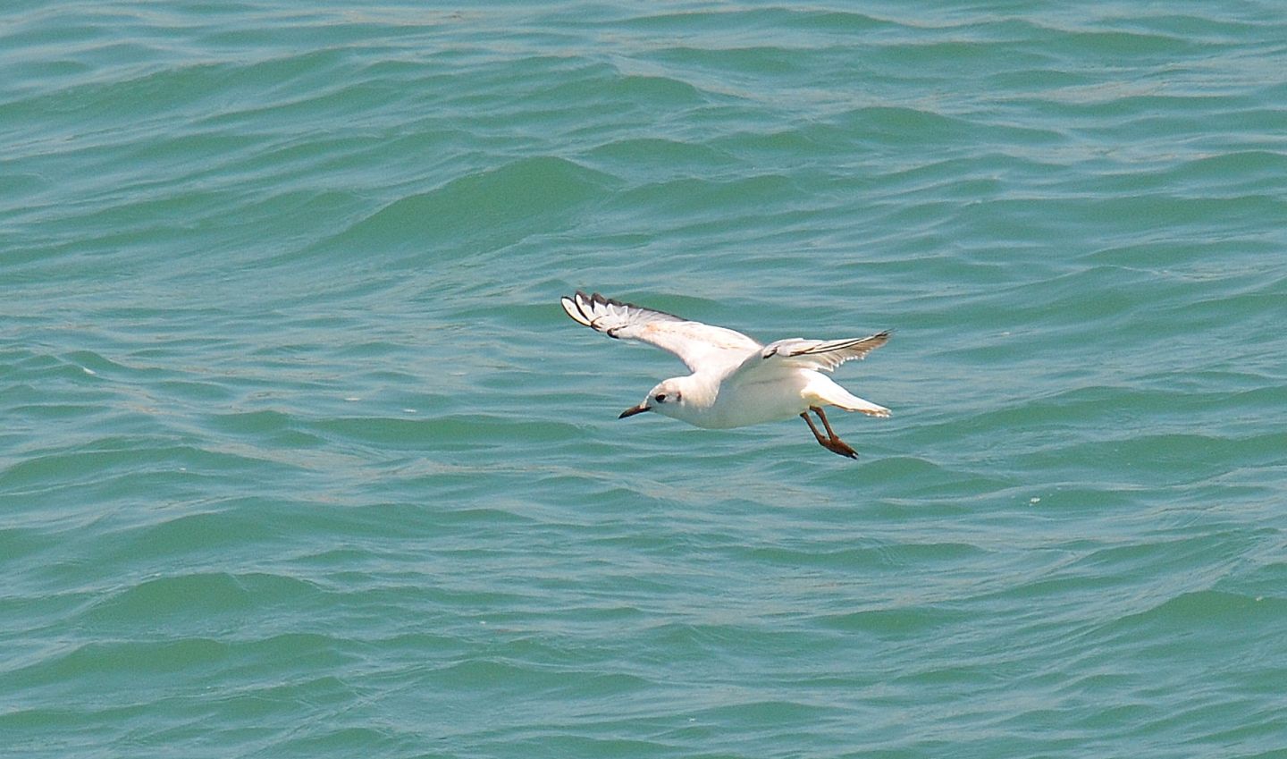 Gabbiani: Gabbiano corallino (Larus melanocephalus) e immaturo di Gabbiano comune