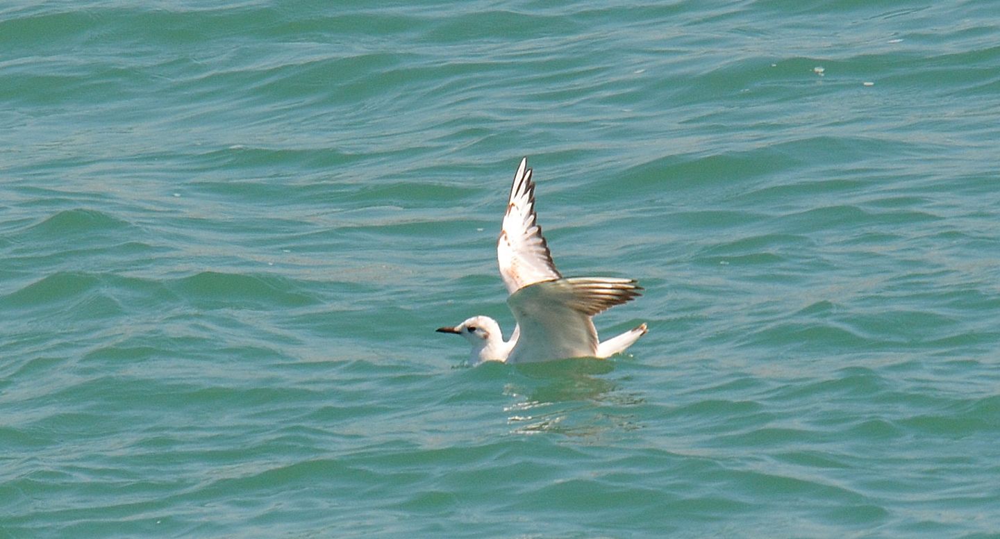 Gabbiani: Gabbiano corallino (Larus melanocephalus) e immaturo di Gabbiano comune