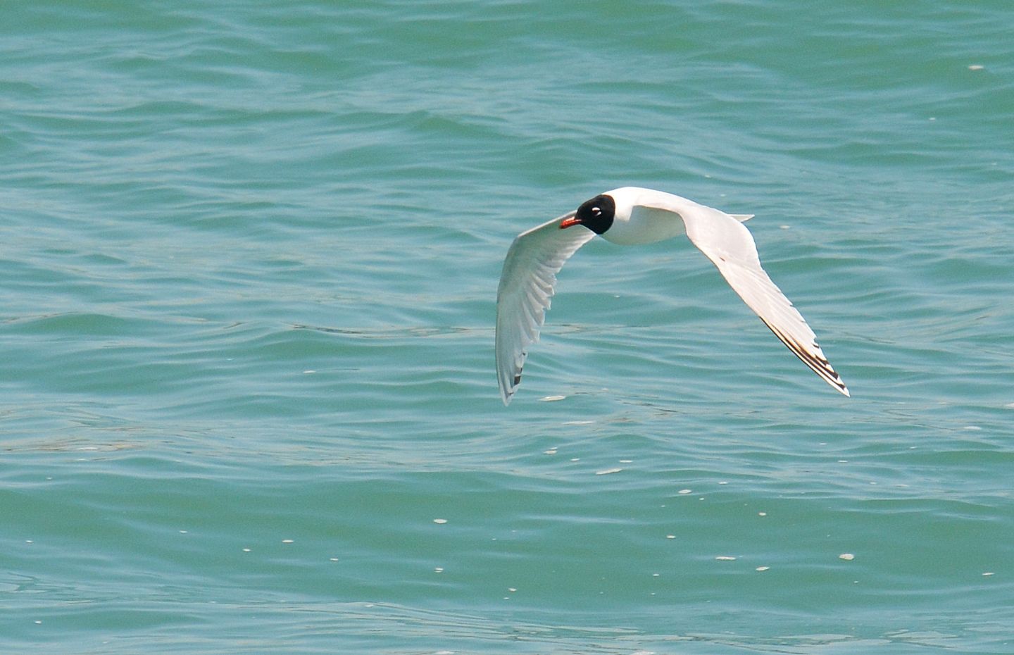 Gabbiani: Gabbiano corallino (Larus melanocephalus) e immaturo di Gabbiano comune