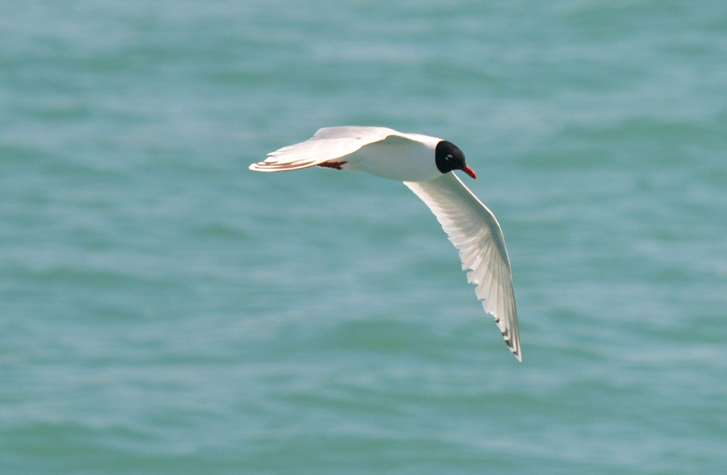 Gabbiani: Gabbiano corallino (Larus melanocephalus) e immaturo di Gabbiano comune