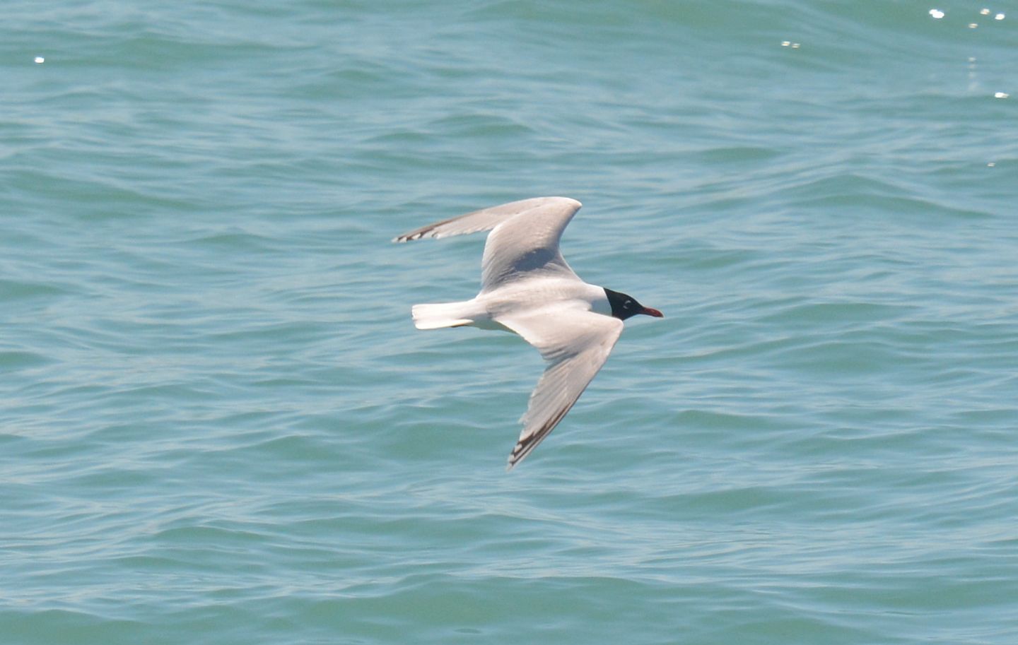 Gabbiani: Gabbiano corallino (Larus melanocephalus) e immaturo di Gabbiano comune