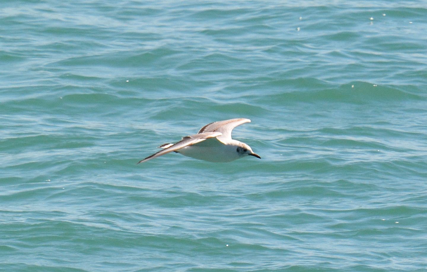 Gabbiani: Gabbiano corallino (Larus melanocephalus) e immaturo di Gabbiano comune