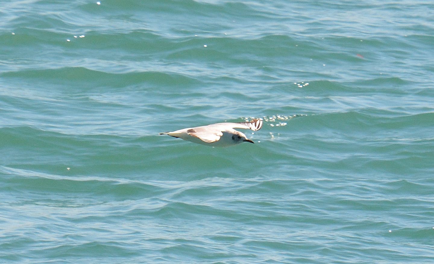 Gabbiani: Gabbiano corallino (Larus melanocephalus) e immaturo di Gabbiano comune