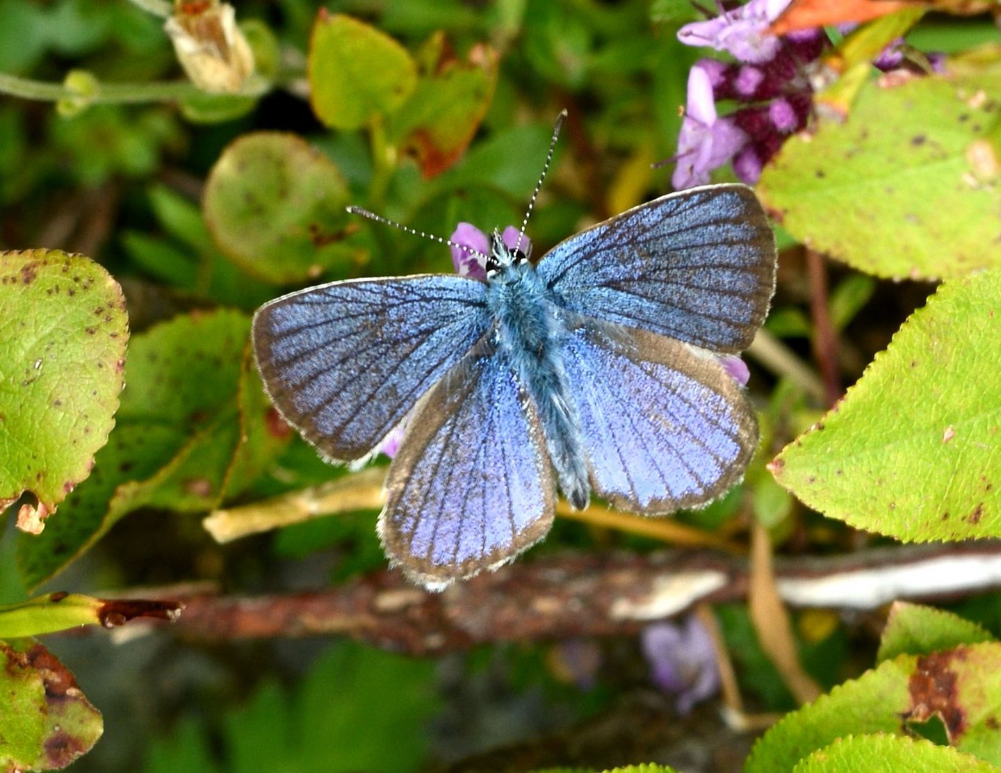 Lycaenidae: Cyaniris semiargus, maschio