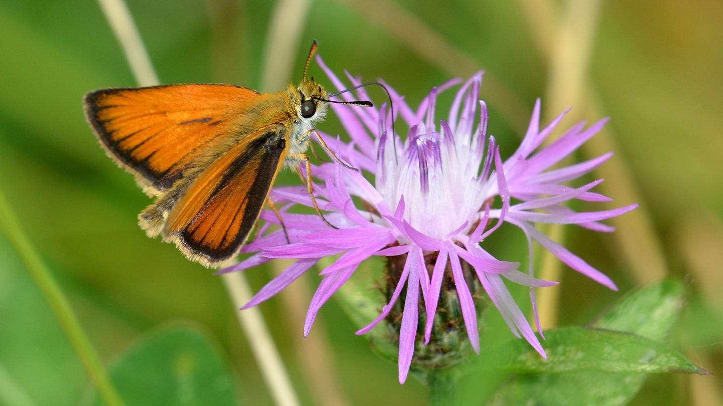 Che specie ? Hesperiidae: Thymelicus lineola