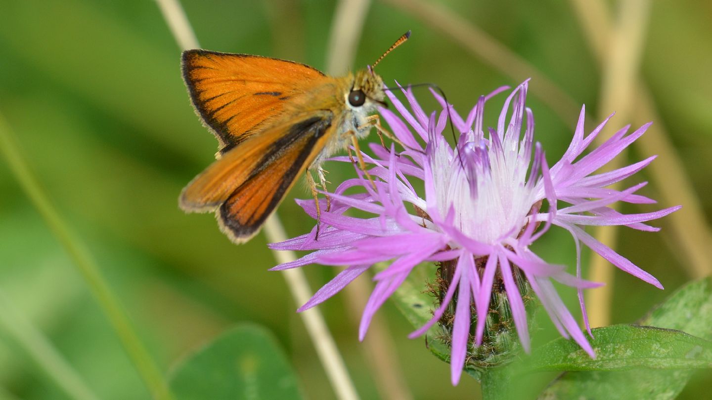 Che specie ? Hesperiidae: Thymelicus lineola