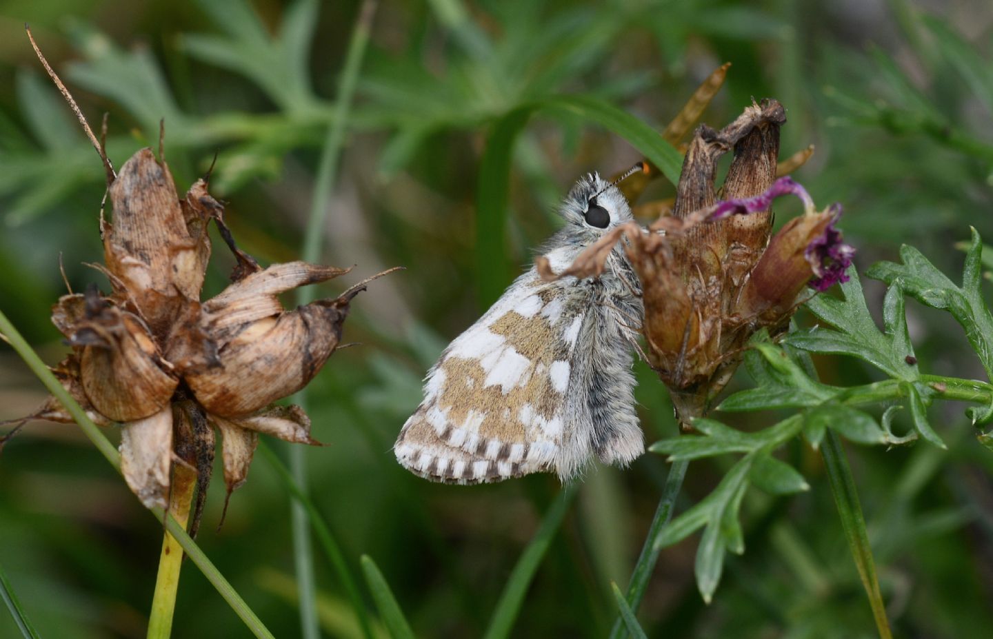 Pyrgus alveus (Hesperiidae)