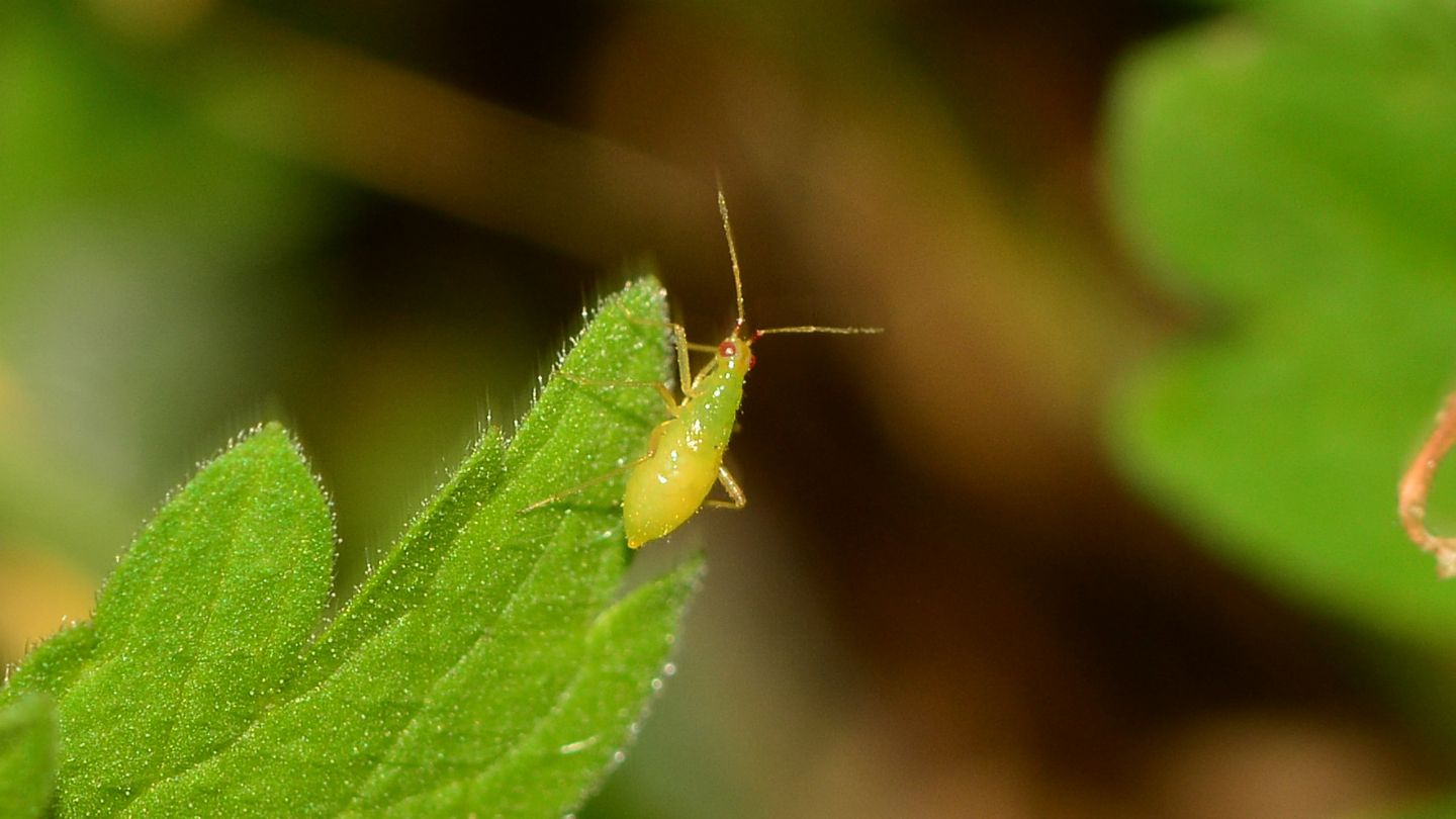 Miridae: Dicyphus sp., ninfa