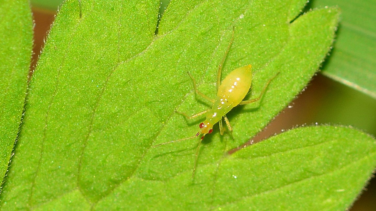 Miridae: Dicyphus sp., ninfa