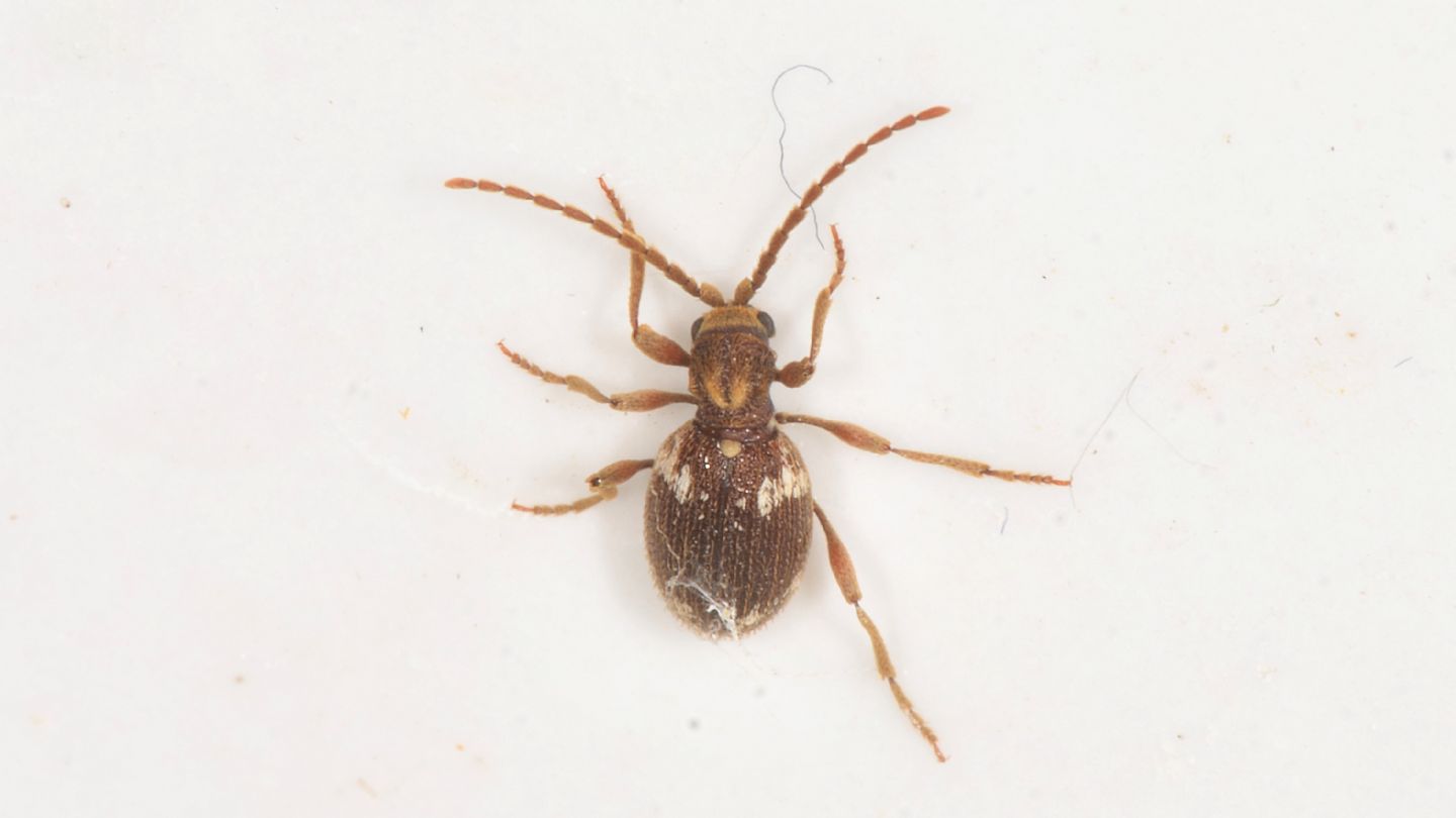 ex Ptinidae:  Ptinus cfr. fur (Anobiidae Ptininae)