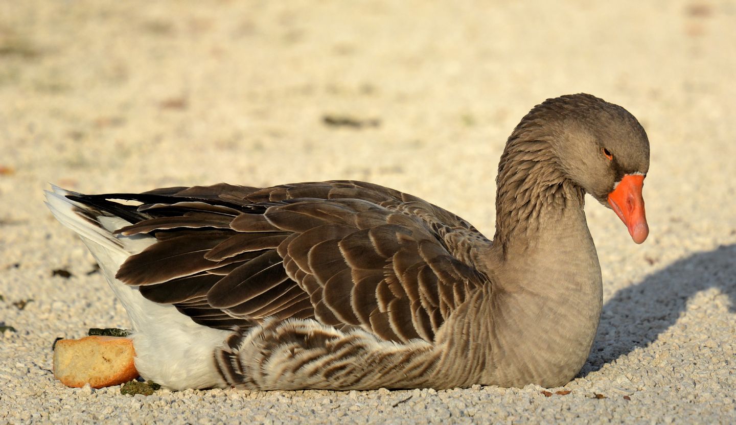 che oca è? Oca domestica , Natura Mediterraneo