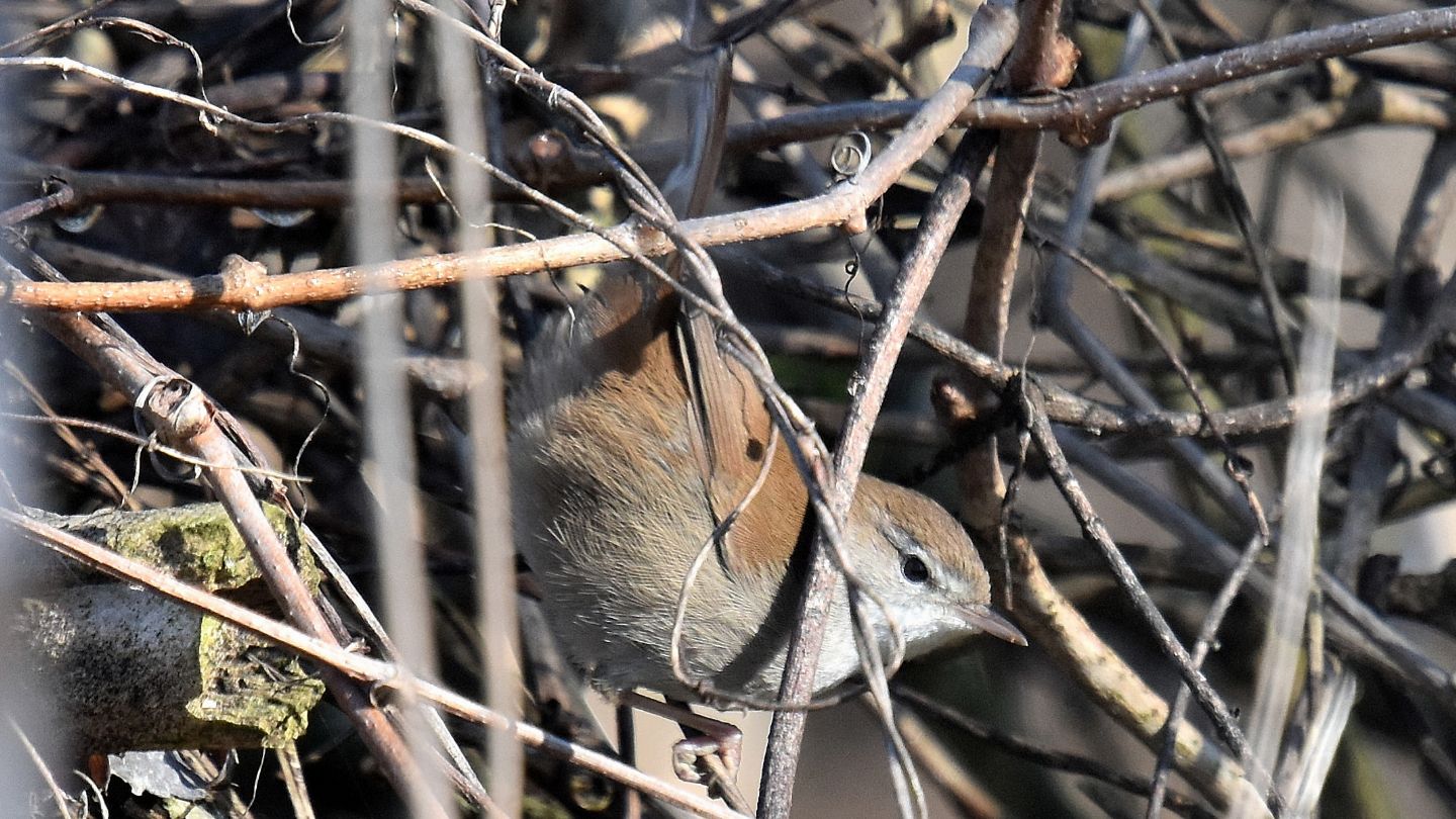 Usignolo di fiune  (Cettia cetti)